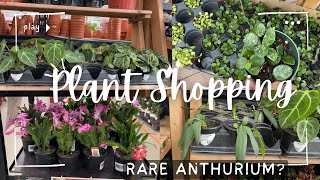 Hoya, Christmas Cactus, RARE Anthurium? || Plant Shopping Home Depot & Heeman's