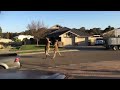 kangaroo street fight (Vaca) - Známka: 1, váha: malá