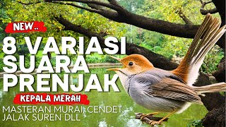 Download lagu 8 Variasai Suara Prenjak Kepala Merah | Masteran Prenjak Untuk Murai, Cendet, Jalak Suren, Cucak Ijo mp3