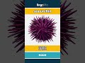 sea urchin - 海胆 video thumbnail