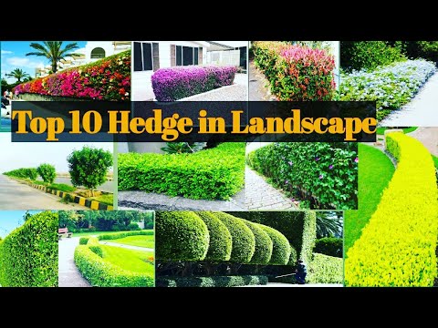 , title : 'Top 10 Hedge used in Landscaping in India/Hedge Plants For Landscape/Best Plants for Landscape'
