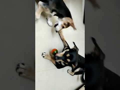 #Funtime #Rocky and Teena