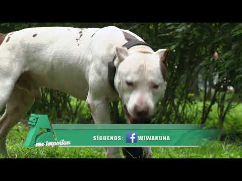 MITOS Y VERDADES DE LOS PITBULL