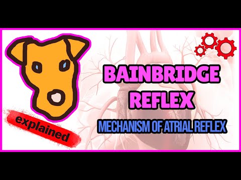The logic of Bainbridge reflex mechanism