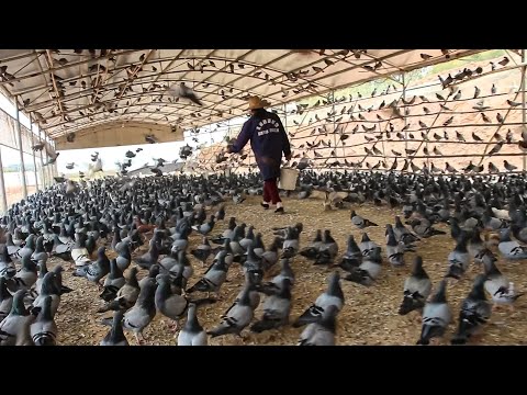 Millions of Pigeons Farming For Meat in China 🕊️ - Pigeon Meat Processing in Factory