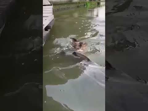 ปลานึกว่าแมวใจดี ที่แท้คือแผนขั้นสูง