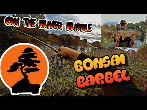 River Ribble Fishing Diaries Day 6. Bonsai Barbel