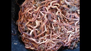 Not Your Traditional Red Wiggler Worm Farmer-Method different than other Worm Farmers, Come see why.