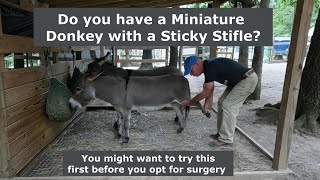 Do you have a Miniature Donkey with a Sticky Stifle? Try this first...🐴❤️