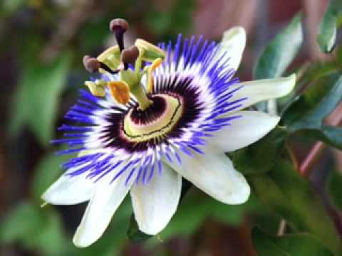 Los Losos ~ It's all over now, baby blue