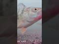 Video Thumbnail for Perch fishing #shorts #fishing #icefishing