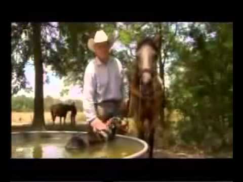 comment trouver et tuer le chupacabra