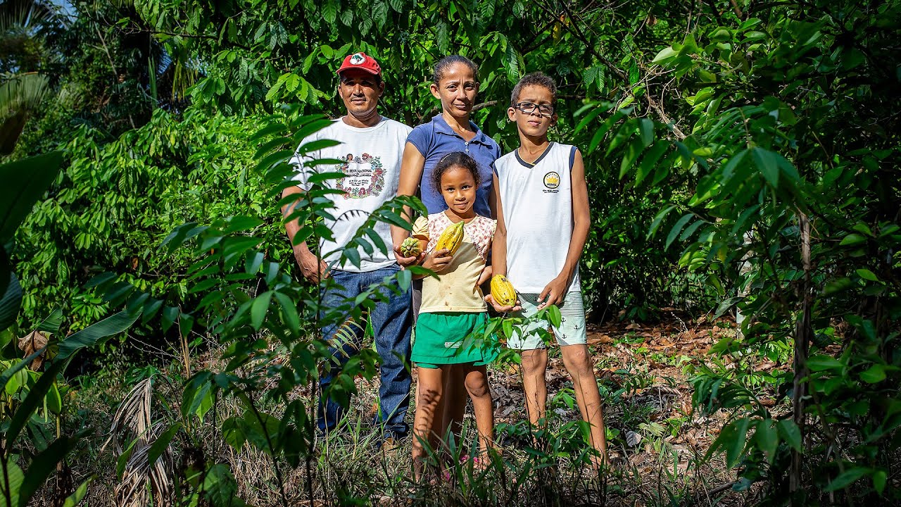 Chocolate preserva floresta e gera renda para famílias na Amazônia