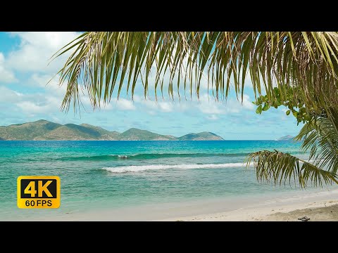 4K Tropical Beach window view in the Caribbean - Palm Trees, Ocean Sounds, White Noise - no frame