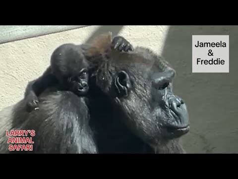 Baby Gorilla - Jameela May 8th           #gorillas