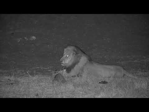 Djuma: Two Hippos coming to the pan-Dark Mane Avoca moves away - 21:34 - 08/04/19