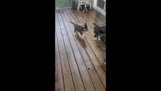 Shepherd Husky Puppies Videos