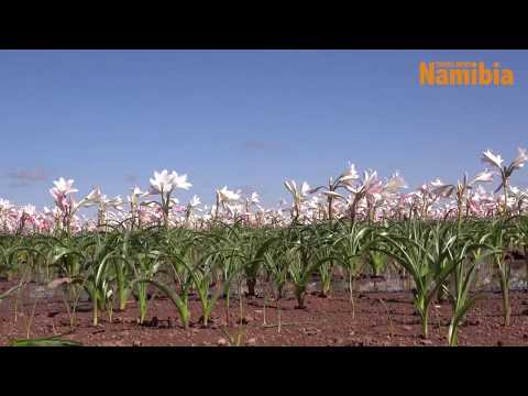 The Sandhof Lilies in bloom 🌸