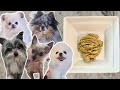 How I Make Balanced Home Cooked Dog Food For My Five Dogs