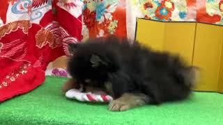ポメラニアンの動画01
