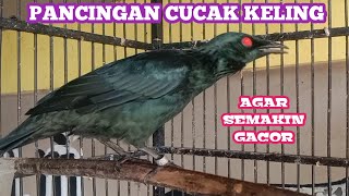 Download lagu MASTERAN PANCINGAN CUCUK KELING CACOR TELER DENGAN TEMBAKAN PERLING KUMBANG SIMATA MERAH mp3
