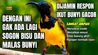 Download lagu Sogon bisu seketika gacor‼️ Pancingan sogon agar bunyi mp3