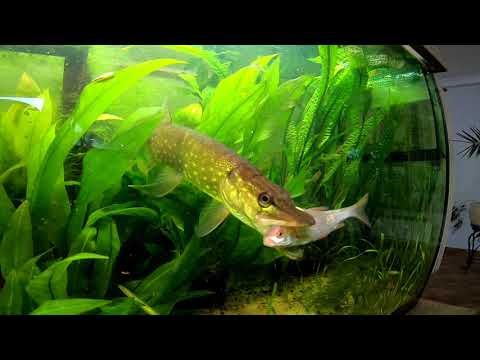 Atak szczupaka 2018 dla czego mamy puste brania