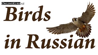 Download lagu Birds in Russian mp3