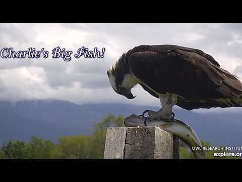 Charlo Osprey Cam ~ Charlotte Chases Charlie On The Ground, May 25, 2019