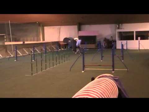 2015 01 26 Maggie und Walter beim Agility Training