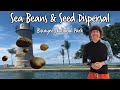 Sea Beans: Nature's Ocean-Crossing Travelers - Seed dispersal | Biscayne National Park