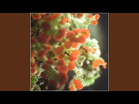 Video thumbnail for DO WHAT IT DOES