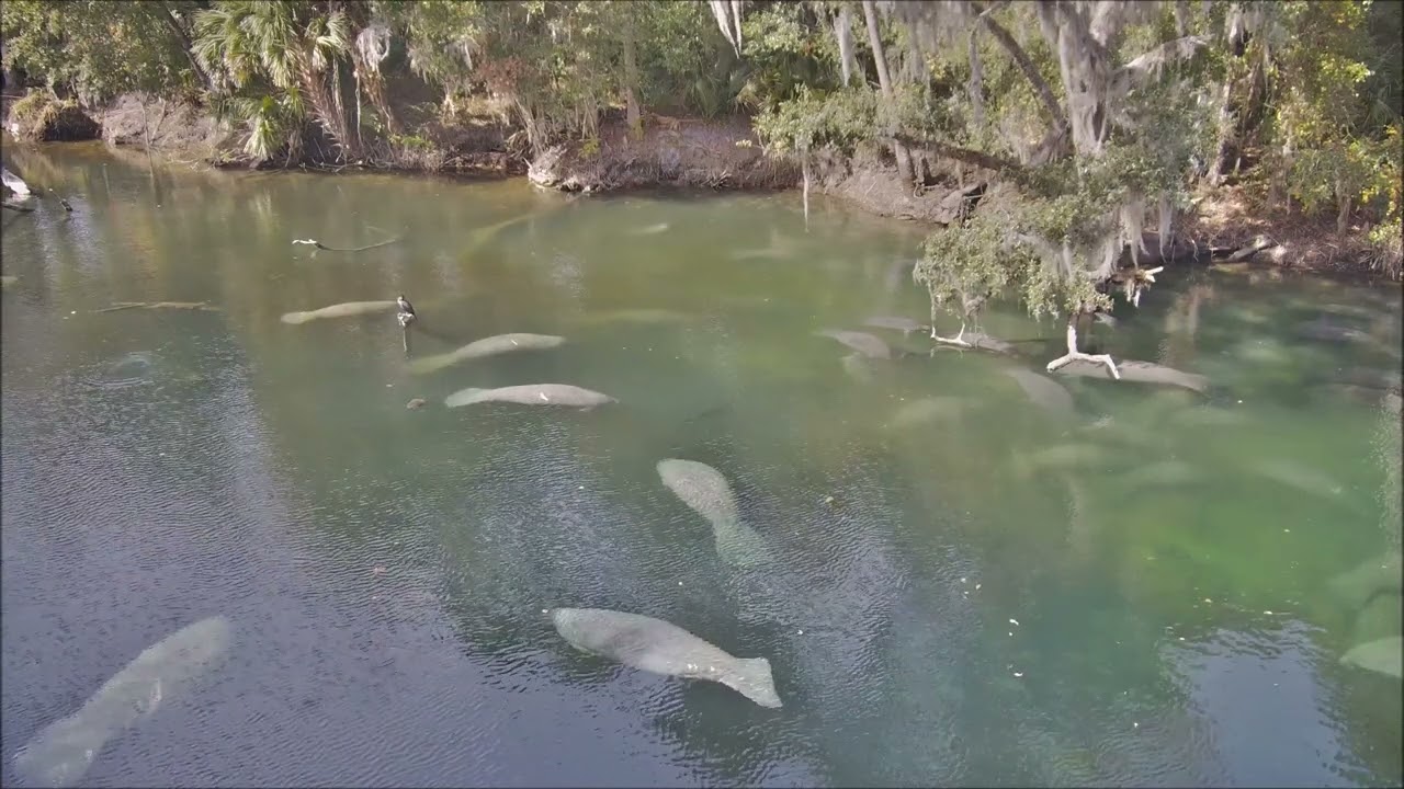 Manatee adoptee Floyd at Blue Spring on December 8th, 2024