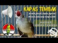Masteran Suara Burung Kapas Tembak Gacor Pilihan Juri Senasional Durasi Panjang Kapastembak