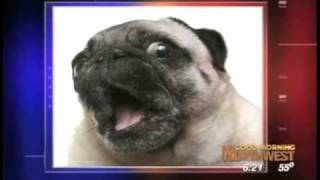 Bark Busters Home Dog Training - Lisa Gerard - Canine Body Language