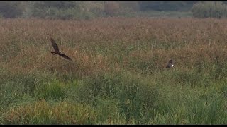 preview picture of video 'One Brave Lapwing'