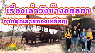 กำเนิดวังช้างอยุธยา เปิดตำราคชลักษณ์กับคุณลายทองเหรียญ | วังช้างอยุธยา แลเพนียด | สุวรรณภูมิโฟกัส