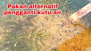 Download lagu Pakan alternatif pengganti kutu air || artemia polar red mp3 Download lagu Pakan alternatif pengganti kutu air || artemia polar red mp3