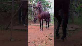 Download lagu Kuda renggong janaka group #horsedance #janakagroup mp3