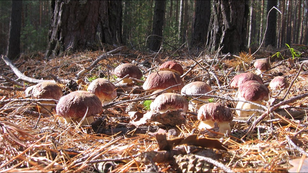 СУПЕР БЕЛЫЕ БОРОВЫЕ ГРИБЫ. Мега сбор грибов. ЧУДО-ЛЕС С БОРОВИКАМИ! Белые грибы 2020. Грибы 2020.