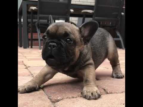 Franse Bulldog (Cute French bulldog puppy barking)