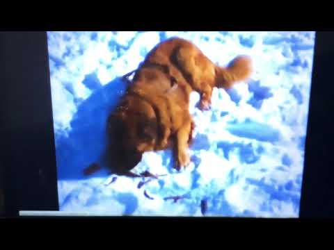 The call of the Wild 1976 Buck Vs Spitz