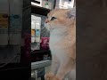 Close Up View Of An Orange Tabby Cat Shorts Funnycatsvideos Cutecats Cats