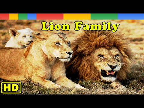 [Nat Geo Wild] My Lion Family - Lion Pride 2021 - Animals Documentary Nature