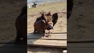 Vulture Chases After Visitor || ViralHog