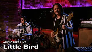 Little Bird - Are You Alright | Audiotree Live