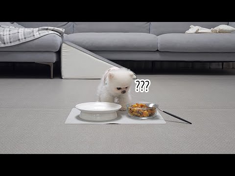 강아지에게 사료를 마음껏 먹으라고 했더니...