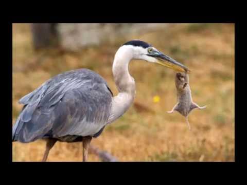 Pop Dangdut / Heidy Diana - Bumbu Cinta