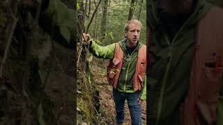Newswise:Video Embedded commentary-in-science-europe-s-old-forests-at-risk