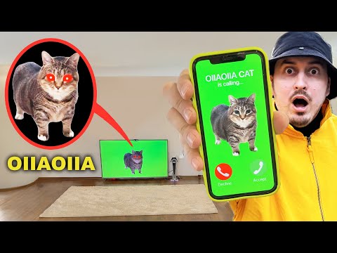 OIIAOIIA CAT is сalling NIKPIG Episode 2 (Spinning Cat Meme in real life)